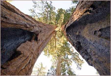 Usa Sequoia